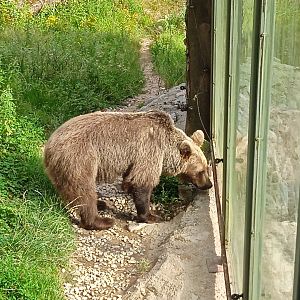 European brown bear