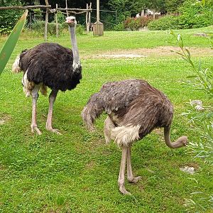 Ostriches