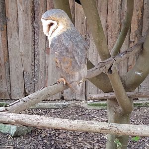 Barn owl