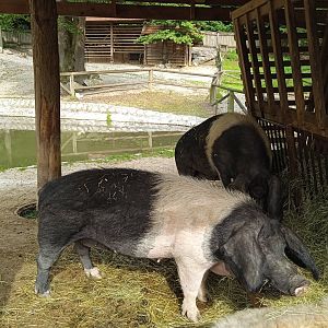 Domestic pigs