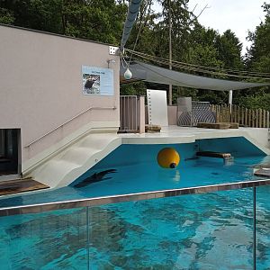 Californian sealion exhibit