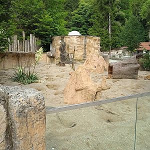 Meerkat exhibit