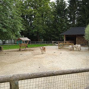 Zebu enclosure
