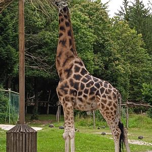 Rothschild's giraffe