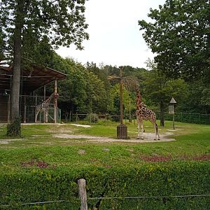 Giraffe+ostrich+guineafowl exhibit