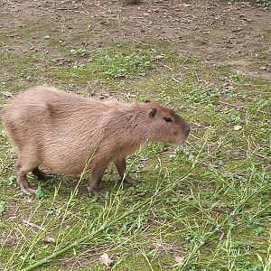 Capybara