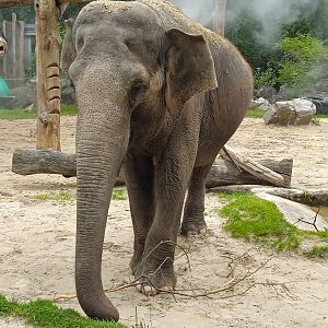 Asian elephant