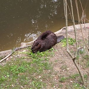 Canadian beaver