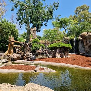 Sitatunga/Pygmy hippo/Drill/Talapolin exhibit