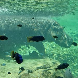 Hippo underwater viewing