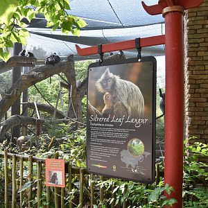 Asia Quest - Silvered leaf langur exhibit