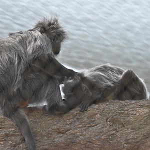 Asia Quest - Silvered leaf langur's