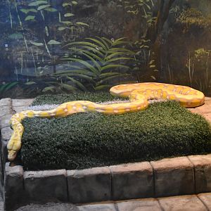 Asia Quest - Reticulated Python