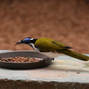Asia Quest - Blue faced honeyeater