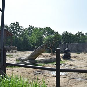Asia Quest - Outdoor Asian elephant exhibit