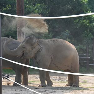 Asia Quest - Asian elephant throwing some dirt