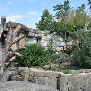 Asia Quest - Sloth bear exhibit
