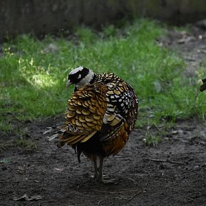Asia Quest Aviary - Reeves Pheasant