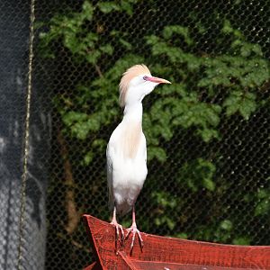 Asia Quest Aviary - Cattle egret