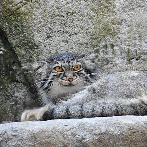 Asia Quest - Pallas Cat