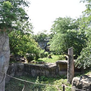 Asia Quest - Amur tiger exhibit