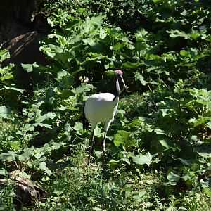 Asia Quest - Red Crowned Crane