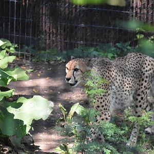 Asia Quest - Cheetah