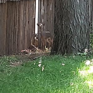 *New* Kirk's Dik-Dik