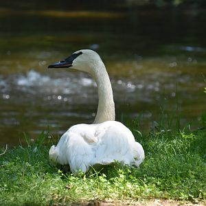 North America  - Trumpeter Swan