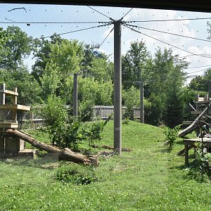 North America - Cougar exhibit