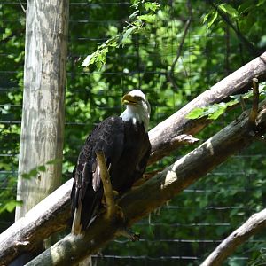 North America - Bald Eagle