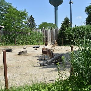 Heart of Africa - Domestic Donkey