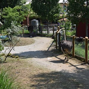 Heart of Africa - Ostrich