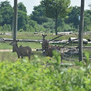 Heart of Africa- Greater Kudu