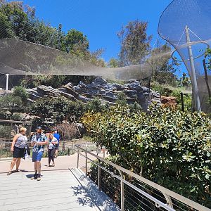 Fossa and Lemur Exhibits