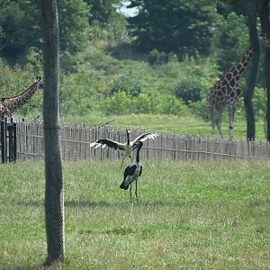 Heart of Africa - Saddle Billed Stork