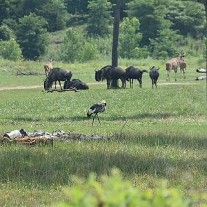 Heart of Africa - Crowned Crane & Common Wildebeest