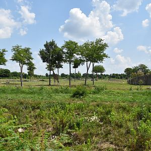 Heart of Africa savanna exhibit
