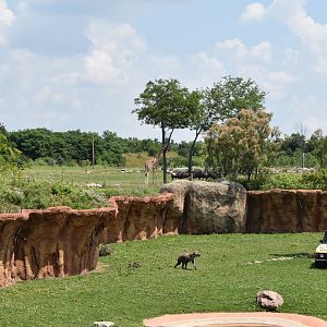 Heart of Africa - Watering Hole exhibit