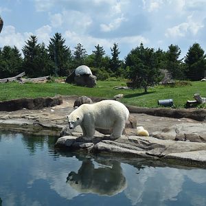 Polar Frontier - Polar bear exhibit