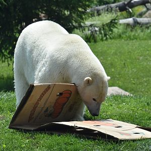 Polar Frontier - Polar bear & pumpkin box