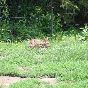 Polar Frontier- Brown Bear in a costume