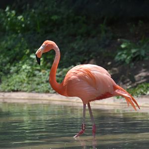Shores & Aquarium  - American Flamingo