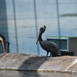 Shores & Aquarium  - Brown Pelican