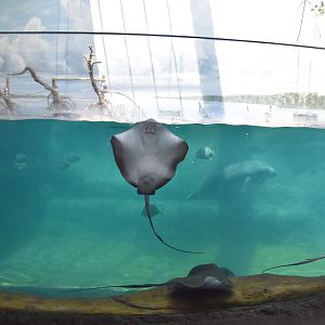 Shores & Aquarium  - Manatee Coast