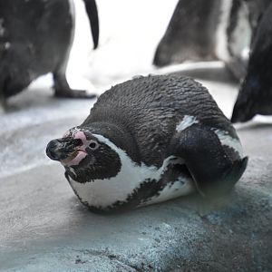 Shores & Aquarium - Humboldt Penguin
