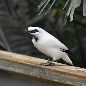 Australia & Islands Aviary - Bali Myna