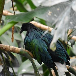 Australia & Islands Aviary - Nicobar Pigeon