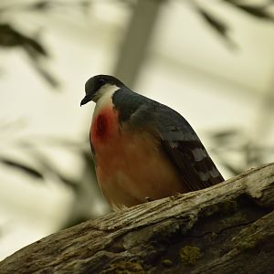 Australia & Islands Aviary - Luzon Bleeding Heart