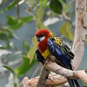 Australia & Islands Aviary - Eastern Rosella